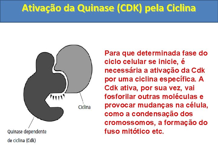 Ativação da Quinase (CDK) pela Ciclina Para que determinada fase do ciclo celular se