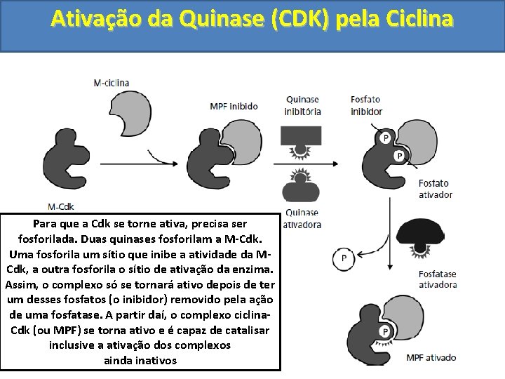 Ativação da Quinase (CDK) pela Ciclina Para que a Cdk se torne ativa, precisa