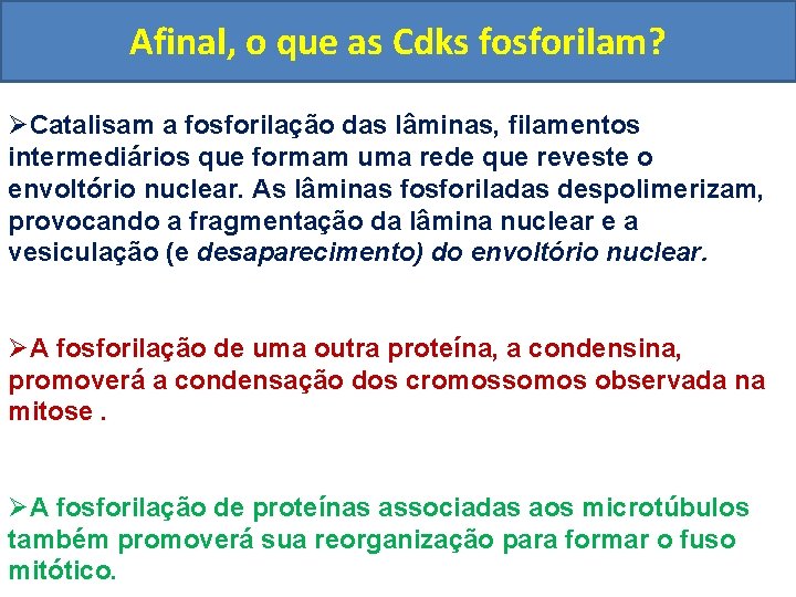 Afinal, o que as Cdks fosforilam? ØCatalisam a fosforilação das lâminas, filamentos intermediários que