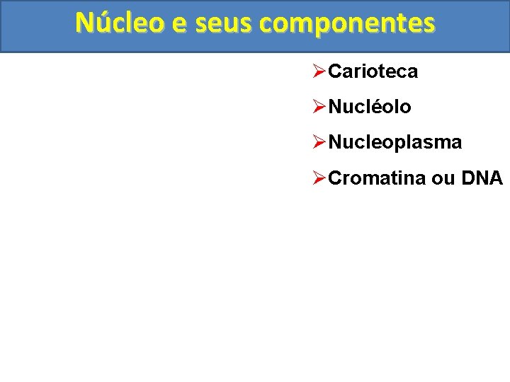 Núcleo e seus componentes ØCarioteca ØNucléolo ØNucleoplasma ØCromatina ou DNA 