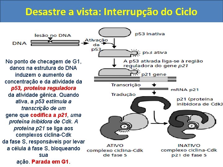 Desastre a vista: Interrupção do Ciclo No ponto de checagem de G 1, danos