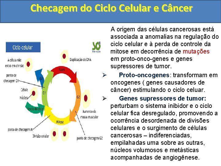 Checagem do Ciclo Celular e Câncer A origem das células cancerosas está associada a