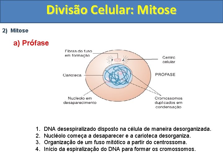 Divisão Celular: Mitose 2) Mitose a) Prófase 1. 2. 3. 4. DNA desespiralizado disposto