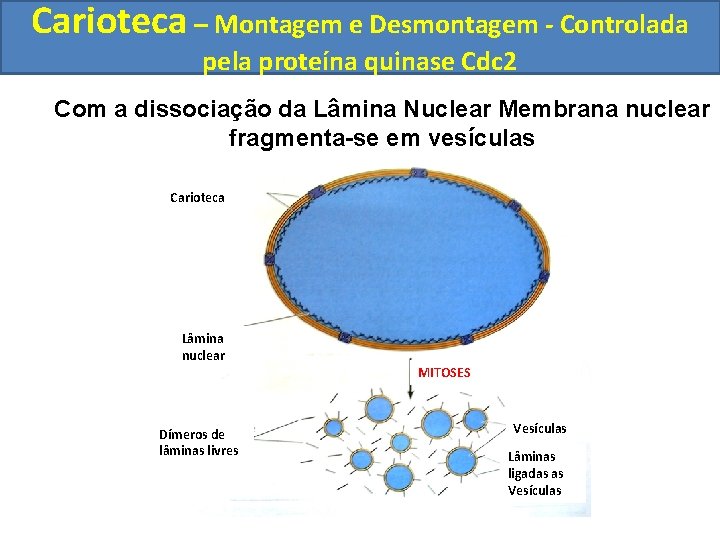 Carioteca – Montagem e Desmontagem - Controlada pela proteína quinase Cdc 2 Com a