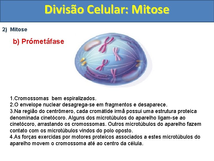 Divisão Celular: Mitose 2) Mitose b) Prómetáfase 1. Cromossomas bem espiralizados. 2. O envelope