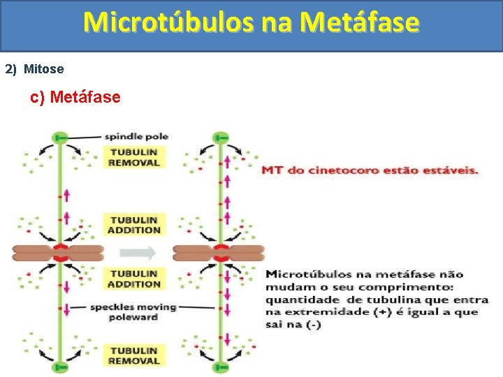 Microtúbulos na Metáfase 2) Mitose c) Metáfase 