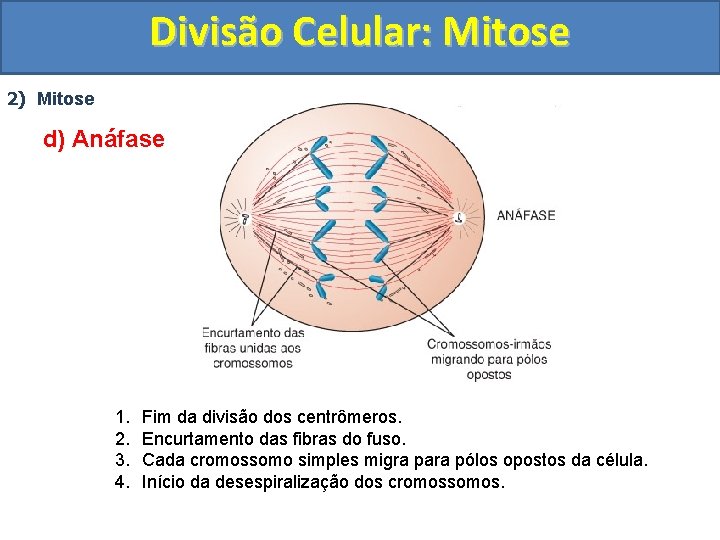 Divisão Celular: Mitose 2) Mitose d) Anáfase 1. 2. 3. 4. Fim da divisão