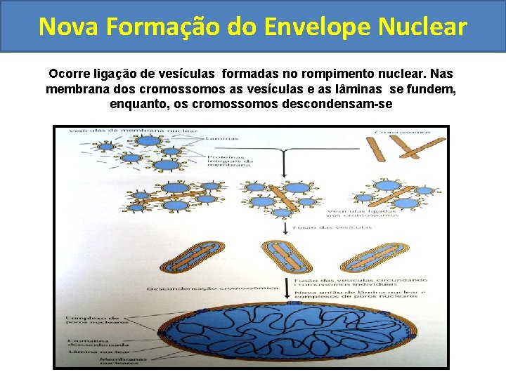 Nova Formação do Envelope Nuclear Ocorre ligação de vesículas formadas no rompimento nuclear. Nas