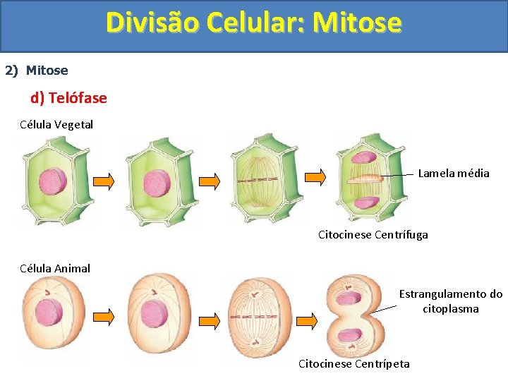 Divisão Celular: Mitose 2) Mitose d) Telófase Célula Vegetal Lamela média Citocinese Centrífuga Célula