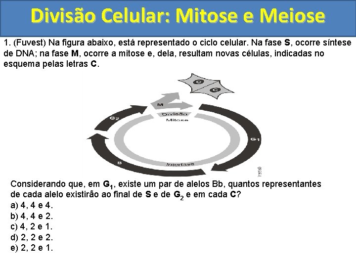 Divisão Celular: Mitose e Meiose 1. (Fuvest) Na figura abaixo, está representado o ciclo