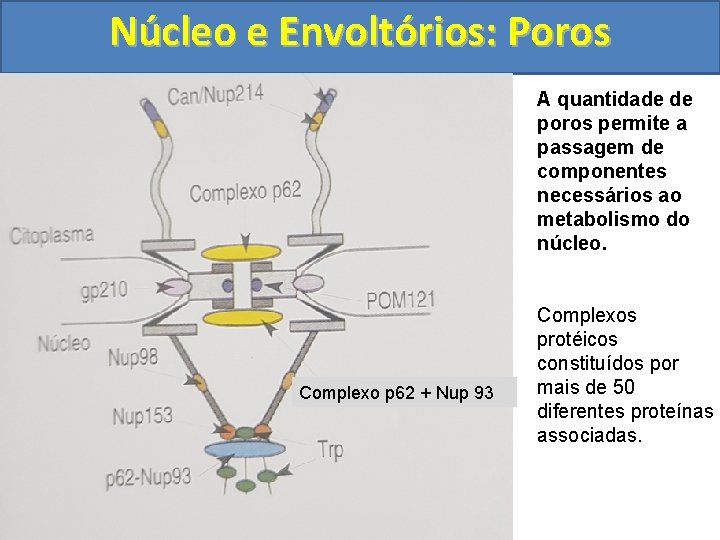 Núcleo e Envoltórios: Poros A quantidade de poros permite a passagem de componentes necessários