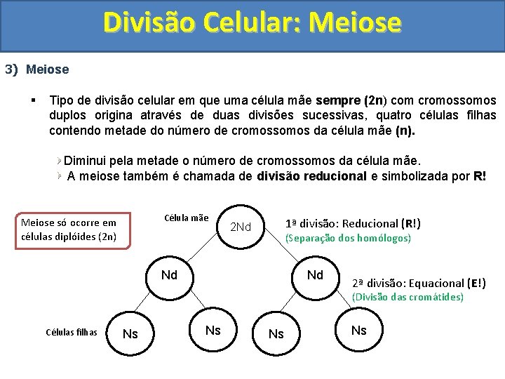 Divisão Celular: Meiose 3) Meiose § Tipo de divisão celular em que uma célula