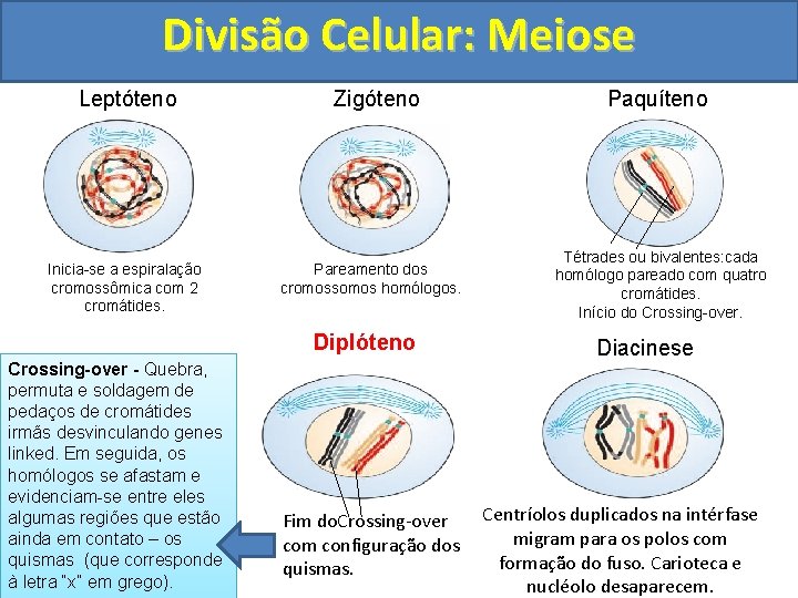 Divisão Celular: Meiose Leptóteno Inicia-se a espiralação cromossômica com 2 cromátides. Zigóteno Pareamento dos