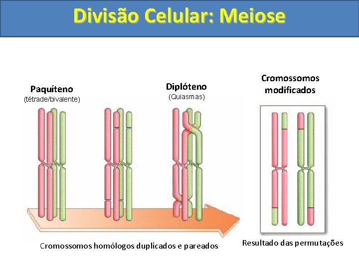 Divisão Celular: Meiose Paquíteno (tétrade/bivalente) Diplóteno (Quiasmas) Cromossomos homólogos duplicados e pareados Cromossomos modificados