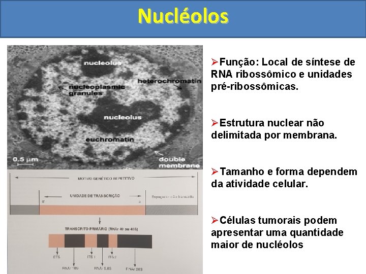 Nucléolos ØFunção: Local de síntese de RNA ribossômico e unidades pré-ribossômicas. ØEstrutura nuclear não