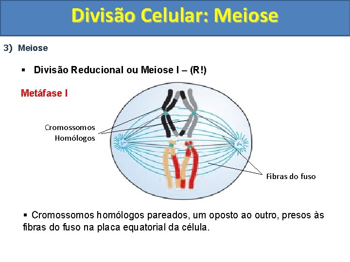 Divisão Celular: Meiose 3) Meiose § Divisão Reducional ou Meiose I – (R!) Metáfase