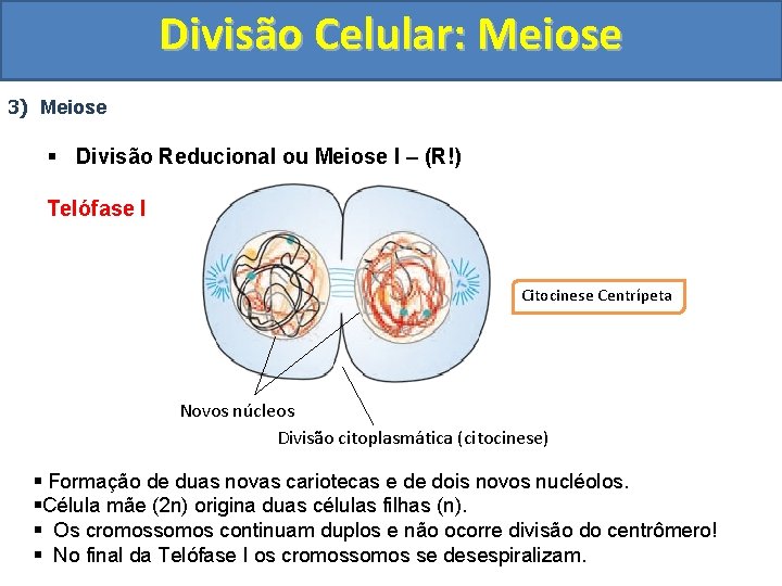 Divisão Celular: Meiose 3) Meiose § Divisão Reducional ou Meiose I – (R!) Telófase