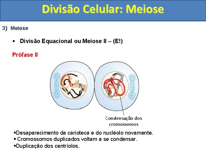 Divisão Celular: Meiose 3) Meiose § Divisão Equacional ou Meiose II – (E!) Prófase