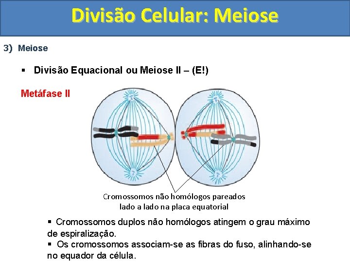 Divisão Celular: Meiose 3) Meiose § Divisão Equacional ou Meiose II – (E!) Metáfase