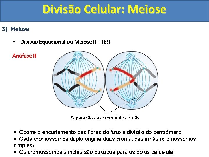 Divisão Celular: Meiose 3) Meiose § Divisão Equacional ou Meiose II – (E!) Anáfase
