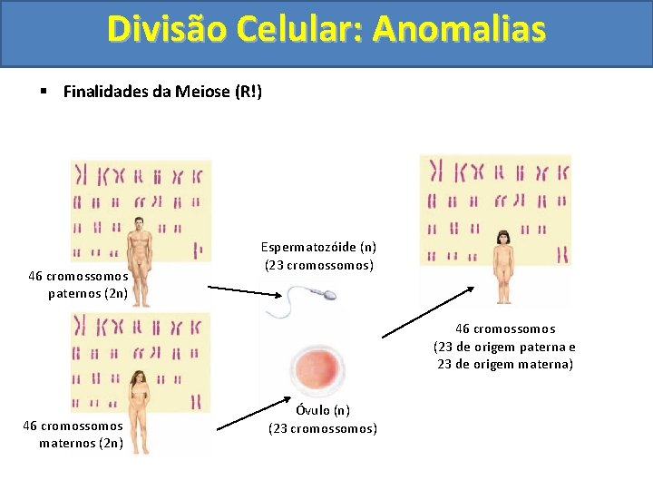 Divisão Celular: Anomalias § Finalidades da Meiose (R!) 46 cromossomos paternos (2 n) Espermatozóide