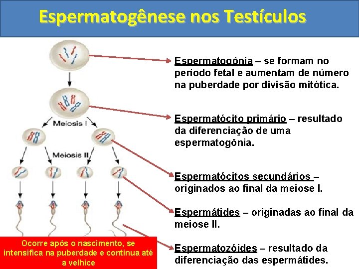 Espermatogênese nos Testículos Espermatogônia – se formam no período fetal e aumentam de número