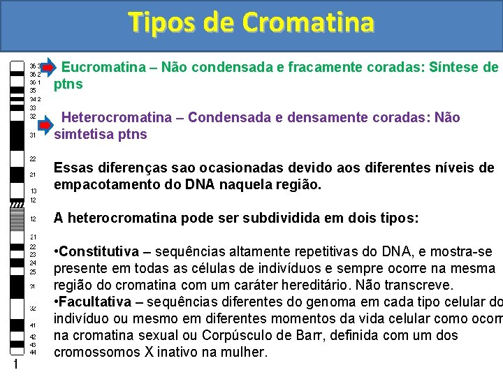 Tipos de Cromatina Eucromatina – Não condensada e fracamente coradas: Síntese de ptns Heterocromatina