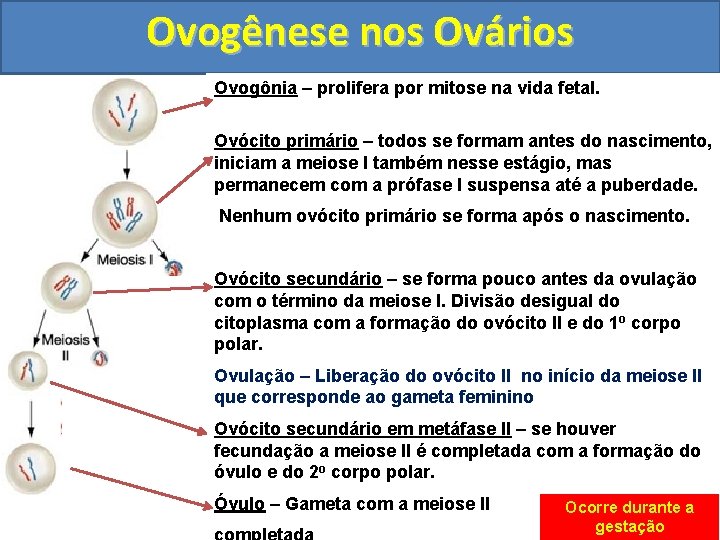 Ovogênese nos Ovários Ovogônia – prolifera por mitose na vida fetal. Ovócito primário –