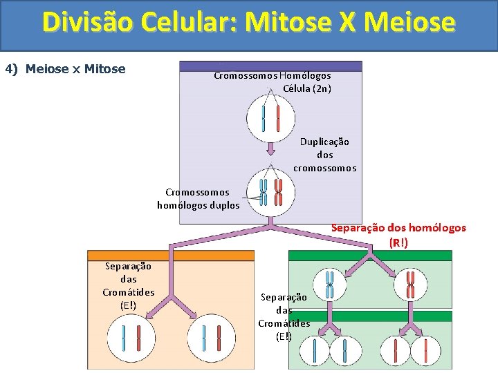 Divisão Celular: Mitose X Meiose 4) Meiose x Mitose Cromossomos Homólogos Célula (2 n)