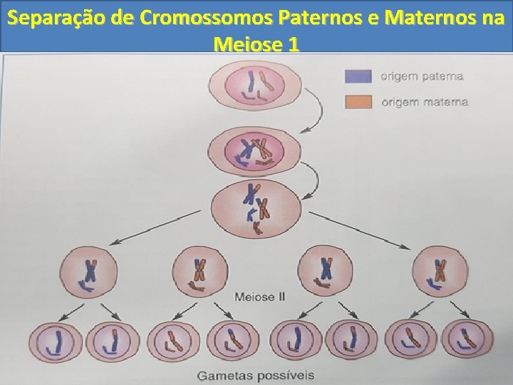 Separação de Cromossomos Paternos e Maternos na Meiose 1 