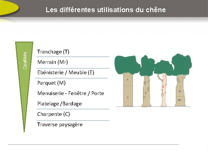 Qualités Les différentes utilisations du chêne Tranchage (T) Merrain (Mr) Ebénisterie / Meuble (E)