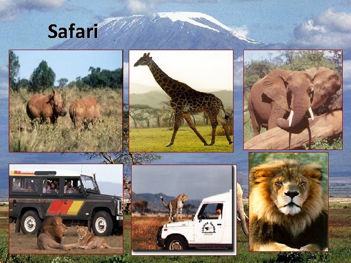 Safari 