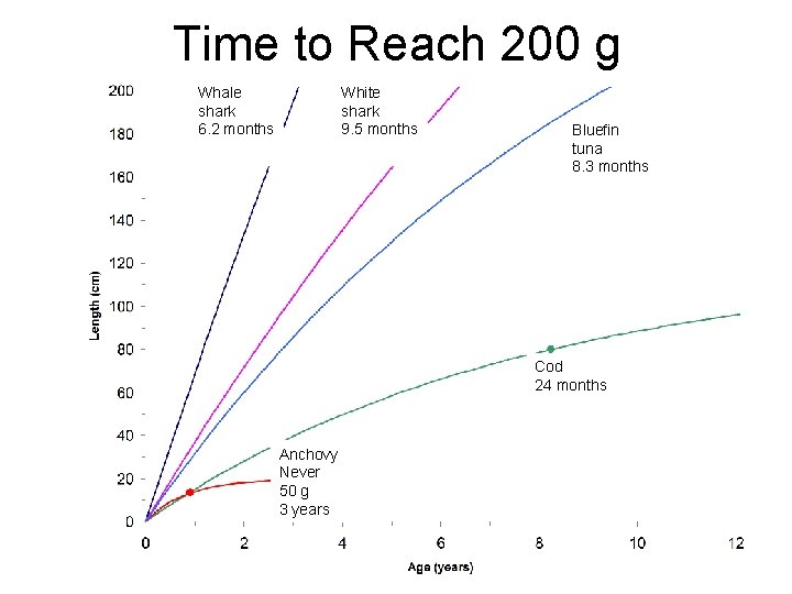 Time to Reach 200 g Whale shark 6. 2 months White shark 9. 5