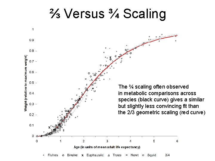 ⅔ Versus ¾ Scaling The ¾ scaling often observed in metabolic comparisons across species