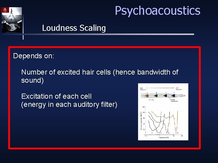 Psychoacoustics Loudness Scaling Depends on: Number of excited hair cells (hence bandwidth of sound)