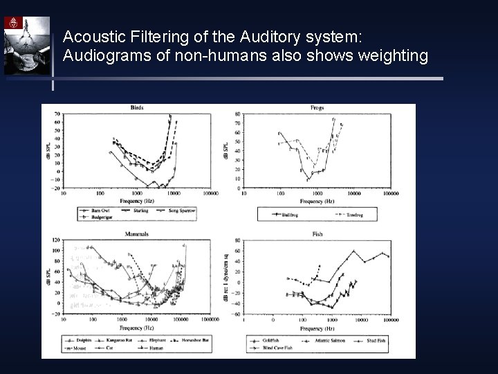 Acoustic Filtering of the Auditory system: Audiograms of non-humans also shows weighting 