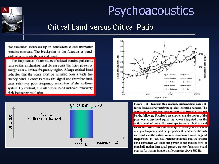 Psychoacoustics Critical band versus Critical Ratio SPL (d. B) Critical band = ERB 400
