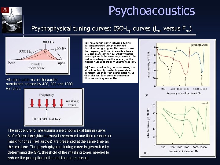 Psychoacoustics Psychophysical tuning curves: ISO-Lp curves (Lm versus Fm) (a) Three human psychophysical tuning