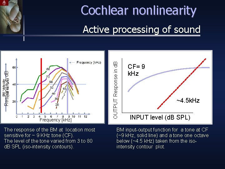 Cochlear nonlinearity Frequency [k. Hz] The response of the BM at location most sensitive