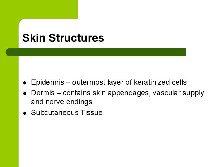 Skin Structures l l l Epidermis – outermost layer of keratinized cells Dermis –