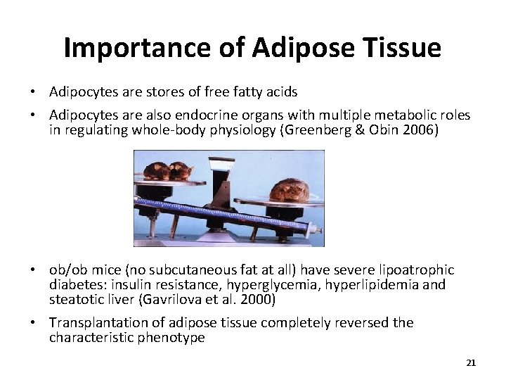 Importance of Adipose Tissue • Adipocytes are stores of free fatty acids • Adipocytes