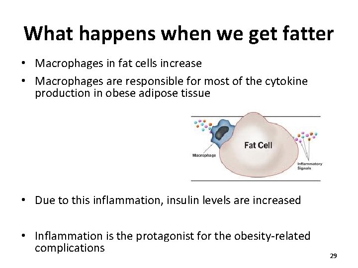 What happens when we get fatter • Macrophages in fat cells increase • Macrophages