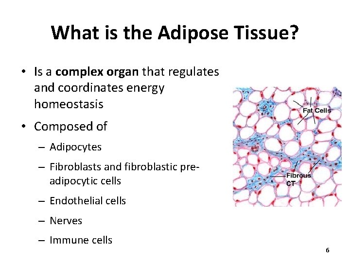 What is the Adipose Tissue? • Is a complex organ that regulates and coordinates