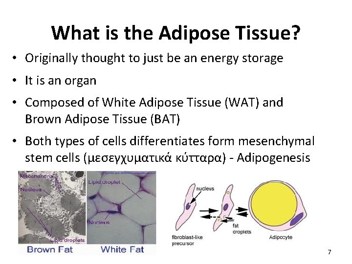 What is the Adipose Tissue? • Originally thought to just be an energy storage