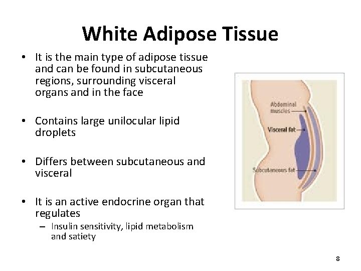 White Adipose Tissue • It is the main type of adipose tissue and can