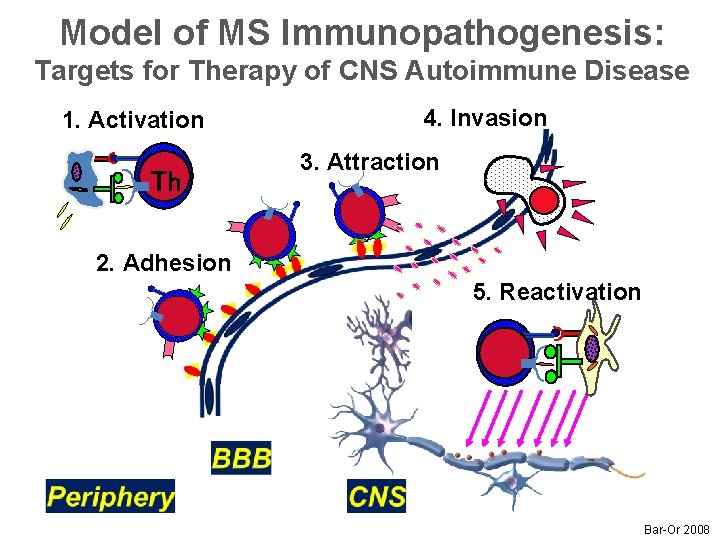 Model of MS Immunopathogenesis: Targets for Therapy of CNS Autoimmune Disease 1. Activation Th