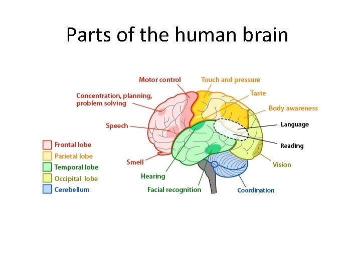 Parts of the human brain 