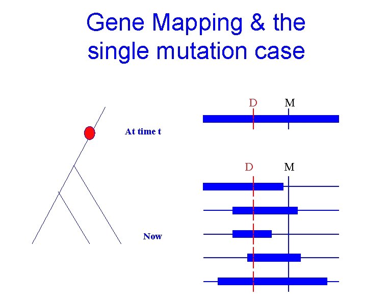 Gene Mapping & the single mutation case D M At time t D Now Gene Mapping & the single mutation case D M At time t D Now