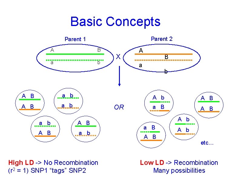 Basic Concepts Parent 2 Parent 1 A B a b A B a b Basic Concepts Parent 2 Parent 1 A B a b A B a b