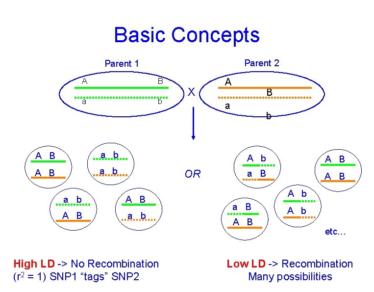 Basic Concepts Parent 2 Parent 1 A B a b A B a b